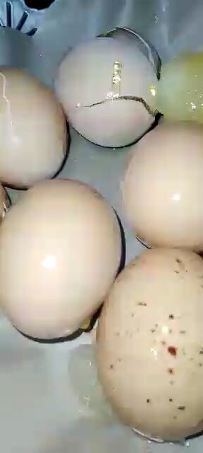 Ada Info Telor Palsu Beredar Di Indonesia Nih, Bener Gak Ya Infonya,.!?