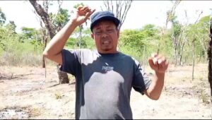 Memberi Makan Ternak Sapi Pegawai-pegawai Honorer Merusak Hutan Adat Pubabu