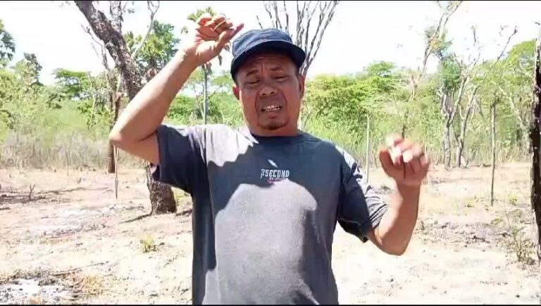 Memberi Makan Ternak Sapi Pegawai-pegawai Honorer Merusak Hutan Adat Pubabu