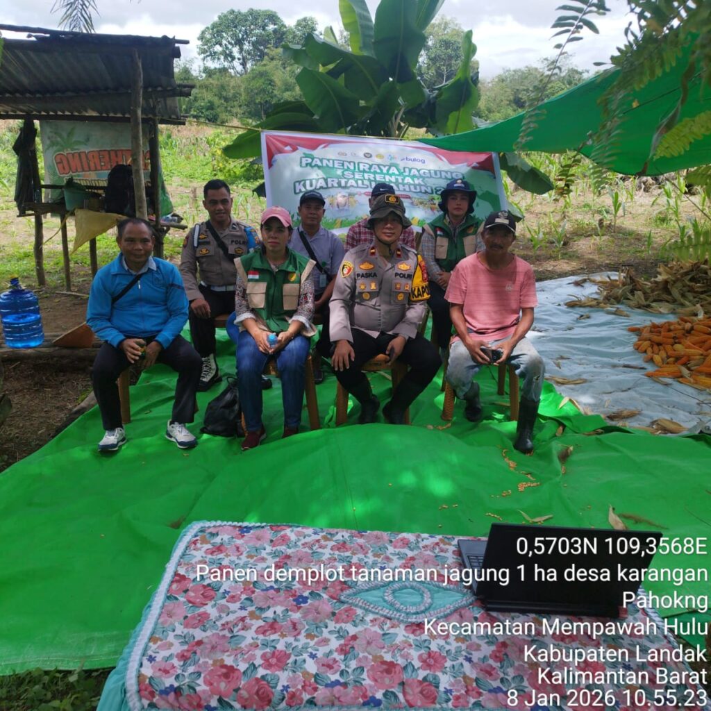 Panen Raya Jagung Serentak Kuartal 1 Tahun 2026